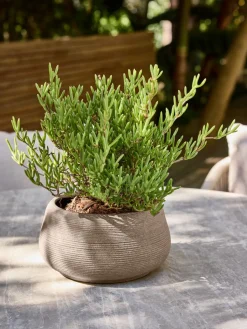 Maceteros><noscript><img width=