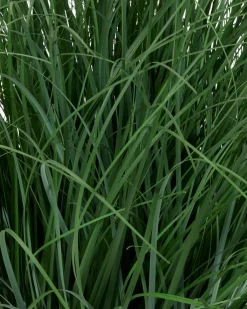 Plantas Artificiales Exterior><noscript><img width=