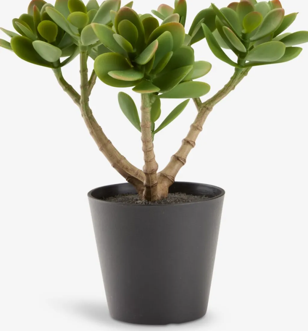 Plantas Artificiales>JYSK JOSTEINPlanta artificial JOSTEIN A23cm Crassula ovata