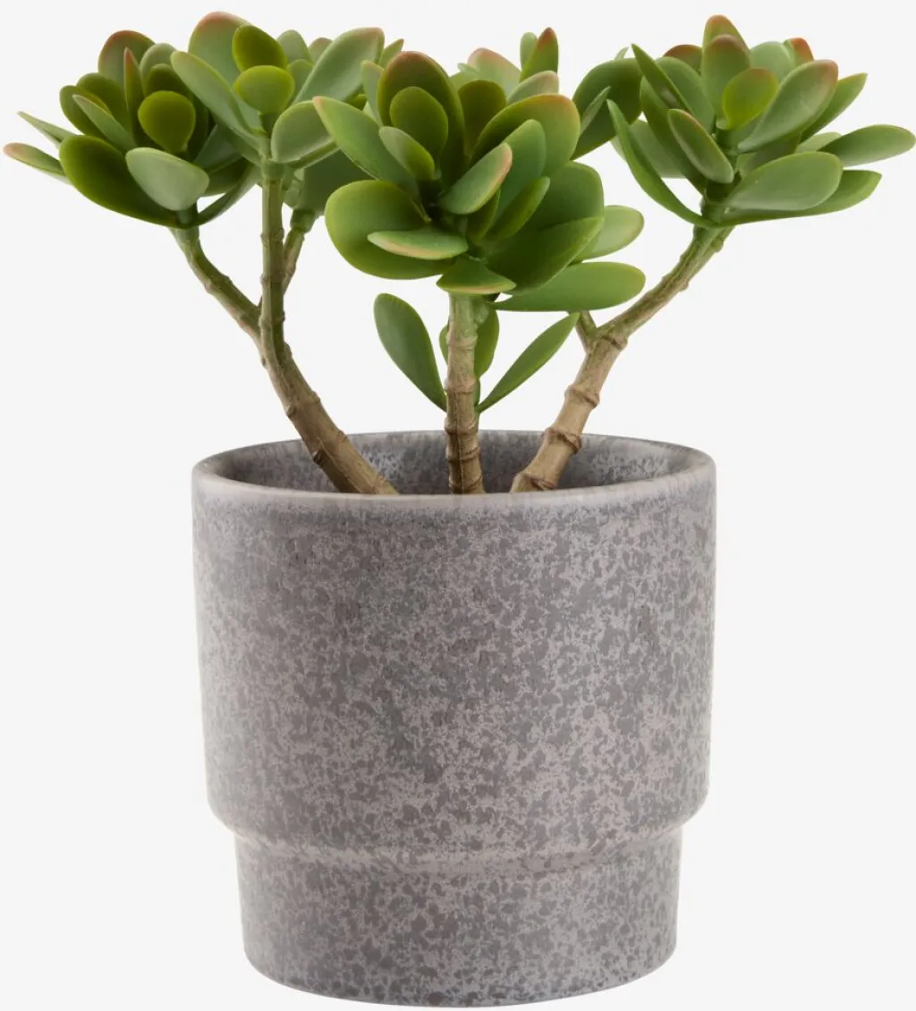 Plantas Artificiales>JYSK JOSTEINPlanta artificial JOSTEIN A23cm Crassula ovata