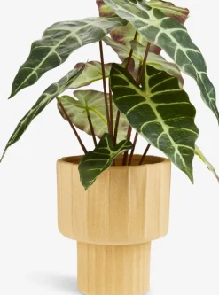 Plantas Artificiales>JYSK MARIUSPlanta artificial MARIUS Ø38xA42cm